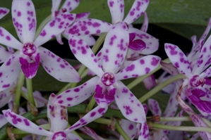 Vandachostylis Pinky Starry Night AM/AOS 84 pts.